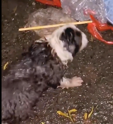 N2612030_Do you love them #animallover #animals #rescueanimals #cute #dog #bor