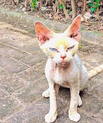 N2612031 lovely animals #animallover #animals #cute #ilovecats #rescue #rescu