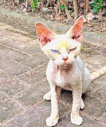 N2612031 lovely animals #animallover #animals #cute #ilovecats #rescue #rescu