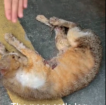 N2612032 tried my to save cat life… life is of unfort