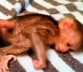 N0112040 Adopted baby monkey after its mother left it behind #monkey #lovest…_part2