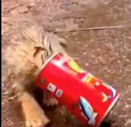 N2612033 hope all little animals can grow up healthy#animals #rescueanim