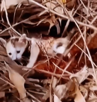 N2612034 animals are so adorable.. thank god letting us meet adorable anim