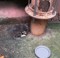 N2612035 lovely animals#animallover #animals #cute #ilovecats #rescue #rescuea