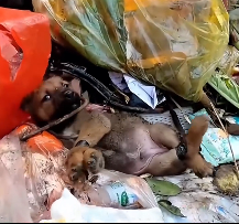 N2612036 Recuse poor puppy #animal #help #save #love #foryou #pet #cool #fyp