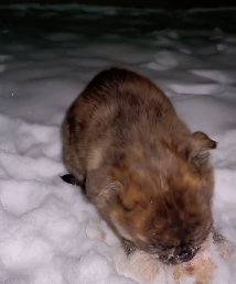 N2612037 So poor #animals #animal #loveanimals #cuteanimals #fyp #petlover #lo