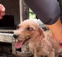 N0212034 Weed Eating Stray to Grass Jumping Joy Her Unbelievable Comebac…_part2