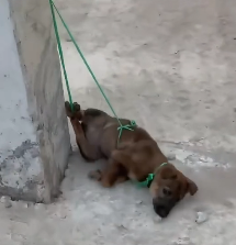 N2612038 man recuse dog was tied up in pillar #animal #help #save