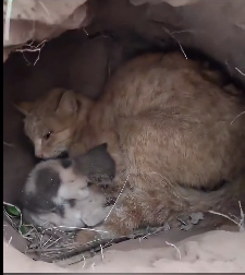 N2612039 Hungry mom cat her child hiding in cage we recuse them #anima