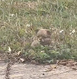 N2612040 Poor baby puppy was chains abandoned in park #animal #help