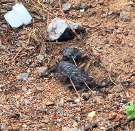 N2612003 Rescue poor kitten then #rescue #fyp #animals #kitty #kitten #cat