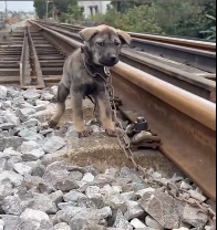 N2612041 #animal #help #save #love ##pet #fyp #animallove #cool