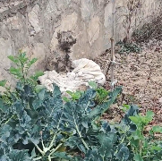 N2612042 Rescue stray dogs #rescue #cute #helpanimals #love #dog