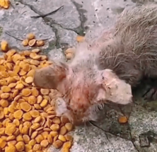 N2612043 So poor #animallover #animals #rescueanimals #cute #cats #straycat