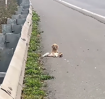 N2612044 Recuse two puppies was abandoned tied up in highway #animal #help