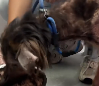 N0212033 scared skeleton to grass running giant His month miracle part2