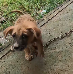 N2612046 Two dogs were left chained in an abandoned house, waiting in silence…