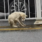 N2612047 Rescuing stray dog off street was decision ve ever m