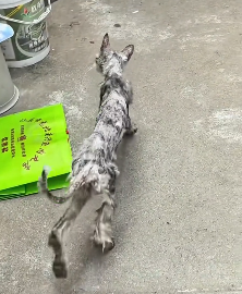 N2612048 rescued Maine Coon cat.#fyp #animals #rescue #kitten #catsoftiktok