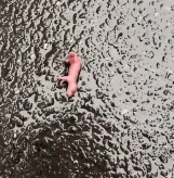 N2612050 Rescue newborn baby animal then #rescue #fyp #animals #animal