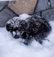 N2712001 adorable dog was rescued in snow ice#animals #animal #lo