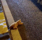 N2712002 lovely animal #animallover #animals #cute #ilovecats #rescue #cat