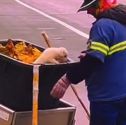 N2712003 Cute dog #animals #rescueanimals #cute #animallover #dog #lovedogs #p