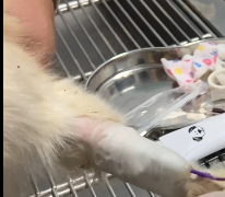 N0212032 Rotting Scraps to Playful Tugs Collie Ascites Fight _part2