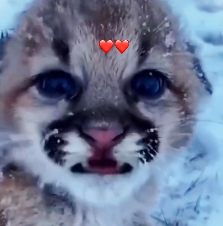 N2712004 Lucky little lion was rescued before snowstorm#animals #loveanima