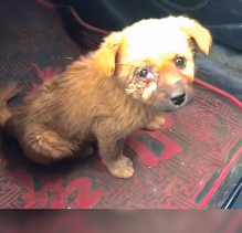 N2712005 little dog was abandoned luck came#animals #loveanimals #cute