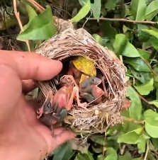 N2712006 storm caused bird nests to fall to ground be buried