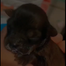 N2712007 God please protect little animal#animallover #animals #rescueanim