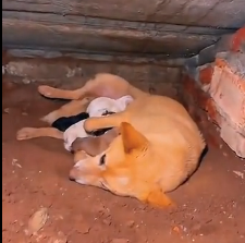 N2712009 So poor #animals #rescueanimals #cute #dog #lovedogs #puppy