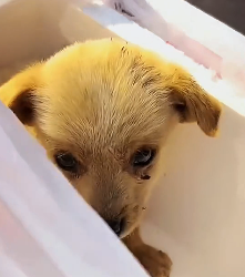 N2712010 Wishing poor little dog#animals #loveanimals #cute