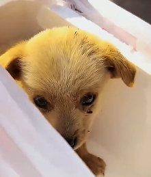 N2712010 Wishing poor little dog#animals #loveanimals #cute