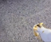 N0212031 Luckily, she met kind boss who took her her child in part2