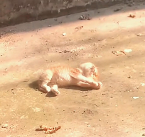 N2712011 little cat was rescued promptly.. lovely animals#animals #animall