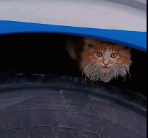 N2712012 Please protect those little animals.. they really need loving home