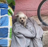 N2712013 house is small but of love#animals #animal #loveanimals #cut