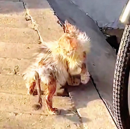 N2712014 Poor cat#animals #cat #animallover #ilovecats #cute