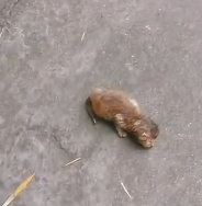 N2712015 Lucky kittens get help#animallover #animals #cute #ilovecats #rescue