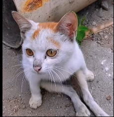 N2712016 cat was in trouble couldn walk. Luckily, kind girl saved