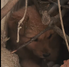 N2712029 On snowy day, saw stray dog hiding in ruins, shivering with