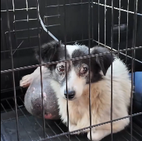 N0212029 Rescue sick dog then #rescue #fyp #animals part2