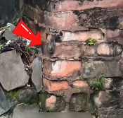 N2712030 found little cat on rainy day.It fell into water.I saved it