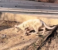 N2712031 found stray cat an injured front leg. It is so pitiful. de