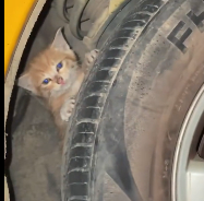 N2712032 Rescue stray cats in tires #rescue #cute #helpanimals #love #cat #ca