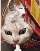 N0112039 We need help more trapped little angles #trapped #rescueanimals part2