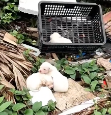 N2712033 On my way home work, saw three poor puppies about days old