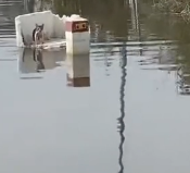 N2712034 While fishing, accidentally discovered poor kitten sitting on